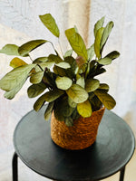 Maranta Leuconeura Ctenanthes Burle Marxii - Plante d’Intérieur avec Feuillage Unique et Motifs Végétaux Élégants