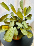 Maranta Leuconeura Ctenanthes Burle Marxii - Plante d’Intérieur avec Feuillage Unique et Motifs Végétaux Élégants