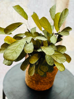 Maranta Leuconeura Ctenanthes Burle Marxii - Plante d’Intérieur avec Feuillage Unique et Motifs Végétaux Élégants