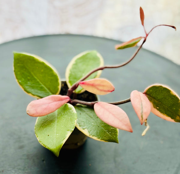 Hoya Carnosa Flamingo Dream Tricolor - Plante d’Intérieur Rare au Feuillage Panaché et Fleuraison Parfumée