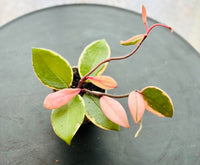 Hoya Carnosa Flamingo Dream Tricolor - Plante d’Intérieur Rare au Feuillage Panaché et Fleuraison Parfumée