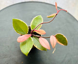 Hoya Carnosa Flamingo Dream Tricolor - Plante d’Intérieur Rare au Feuillage Panaché et Fleuraison Parfumée