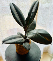 Ficus Elastica Robusta - Plante d’Intérieur Élégante avec Feuillage Large et Facile d’Entretien