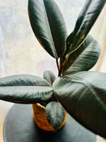 Ficus Elastica Robusta - Plante d’Intérieur Élégante avec Feuillage Large et Facile d’Entretien