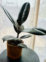Ficus Elastica Robusta - Plante d’Intérieur Élégante avec Feuillage Large et Facile d’Entretien