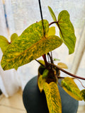 Philodendron Erubescens Painted Lady - Plante d’Intérieur Rare au Feuillage Coloré et Unique