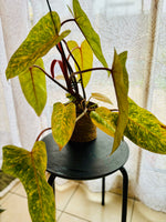 Philodendron Erubescens Painted Lady - Plante d’Intérieur Rare au Feuillage Coloré et Unique