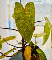 Philodendron Erubescens Painted Lady - Plante d’Intérieur Rare au Feuillage Coloré et Unique