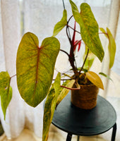 Philodendron Erubescens Painted Lady - Plante d’Intérieur Rare au Feuillage Coloré et Unique