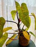 Philodendron Erubescens Painted Lady - Plante d’Intérieur Rare au Feuillage Coloré et Unique
