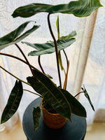 Philodendron Billietiae - Plante d’Intérieur Rare et Tropicale au Feuillage Allongé, Facile d’Entretien