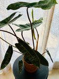 Philodendron Billietiae - Plante d’Intérieur Rare et Tropicale au Feuillage Allongé, Facile d’Entretien