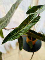 Philodendron Billietiae - Plante d’Intérieur Rare et Tropicale au Feuillage Allongé, Facile d’Entretien