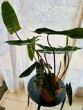 Philodendron Billietiae - Plante d’Intérieur Rare et Tropicale au Feuillage Allongé, Facile d’Entretien