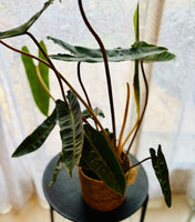 Philodendron Billietiae - Plante d’Intérieur Rare et Tropicale au Feuillage Allongé, Facile d’Entretien