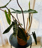 Philodendron Billietiae - Plante d’Intérieur Rare et Tropicale au Feuillage Allongé, Facile d’Entretien