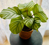 Calathea Orbifolia - Plante d’Intérieur Élégante avec Feuillage Rayé XXL, Facile d’Entretien