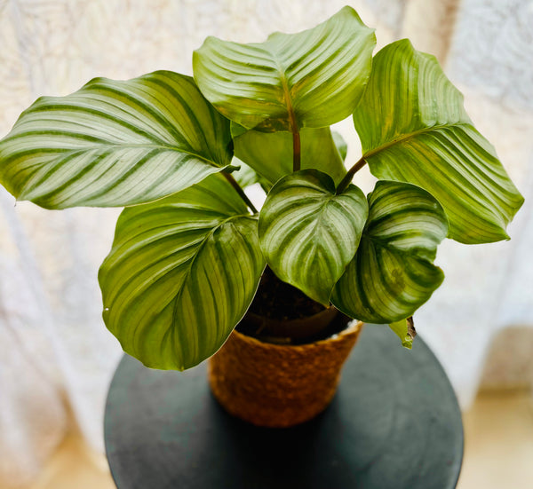 Calathea Orbifolia - Plante d’Intérieur Élégante avec Feuillage Rayé XXL, Facile d’Entretien