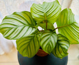 Calathea Orbifolia - Plante d’Intérieur Élégante avec Feuillage Rayé XXL, Facile d’Entretien
