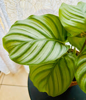 Calathea Orbifolia - Plante d’Intérieur Élégante avec Feuillage Rayé XXL, Facile d’Entretien