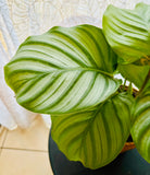 Calathea Orbifolia - Plante d’Intérieur Élégante avec Feuillage Rayé XXL, Facile d’Entretien