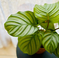 Calathea Orbifolia - Plante d’Intérieur Élégante avec Feuillage Rayé XXL, Facile d’Entretien
