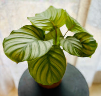 Calathea Orbifolia - Plante d’Intérieur Élégante avec Feuillage Rayé XXL, Facile d’Entretien