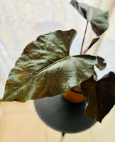 Alocasia Antoro Velvet - Plante d’Intérieur Rare avec Feuillage Velouté et Élégant, Facile d’Entretien