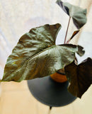 Alocasia Antoro Velvet - Plante d’Intérieur Rare avec Feuillage Velouté et Élégant, Facile d’Entretien