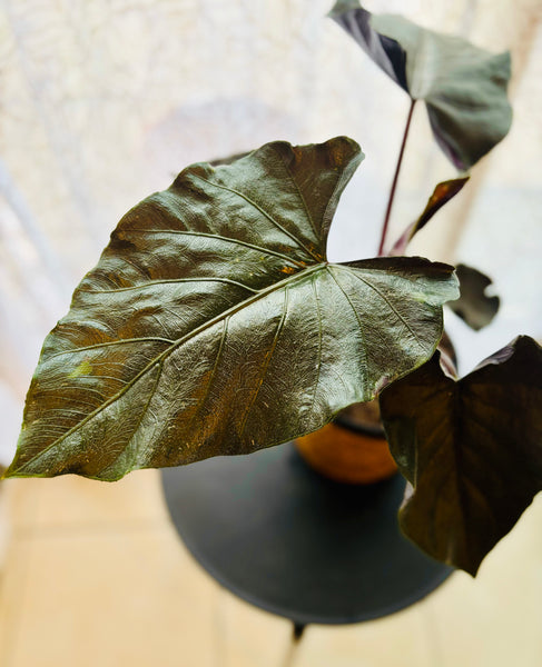 Alocasia Antoro Velvet - Plante d’Intérieur Rare avec Feuillage Velouté et Élégant, Facile d’Entretien