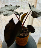 Alocasia Antoro Velvet - Plante d’Intérieur Rare avec Feuillage Velouté et Élégant, Facile d’Entretien