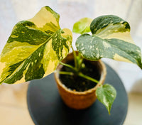"Monstera Deliciosa Thai Constellation - Plante d’Intérieur Rare au Feuillage Marbré Unique et Tropical