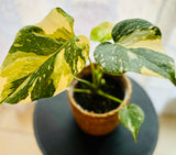 "Monstera Deliciosa Thai Constellation - Plante d’Intérieur Rare au Feuillage Marbré Unique et Tropical