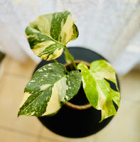 "Monstera Deliciosa Thai Constellation - Plante d’Intérieur Rare au Feuillage Marbré Unique et Tropical