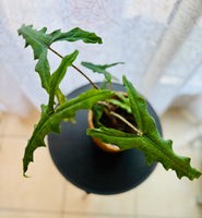 Alocasia Zebrina Sabrina - Plante d’Intérieur Tropicale avec Tiges Zébrées et Feuillage Élégant