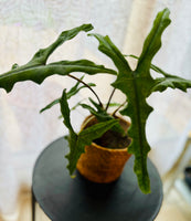Alocasia Zebrina Sabrina - Plante d’Intérieur Tropicale avec Tiges Zébrées et Feuillage Élégant