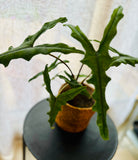 Alocasia Zebrina Sabrina - Plante d’Intérieur Tropicale avec Tiges Zébrées et Feuillage Élégant