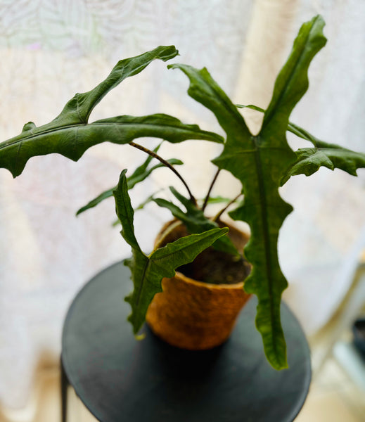 Alocasia Zebrina Sabrina - Plante d’Intérieur Tropicale avec Tiges Zébrées et Feuillage Élégant