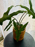 Alocasia Zebrina Sabrina - Plante d’Intérieur Tropicale avec Tiges Zébrées et Feuillage Élégant