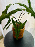 Alocasia Zebrina Sabrina - Plante d’Intérieur Tropicale avec Tiges Zébrées et Feuillage Élégant