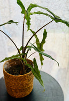 Alocasia Zebrina Sabrina - Plante d’Intérieur Tropicale avec Tiges Zébrées et Feuillage Élégant
