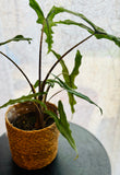 Alocasia Zebrina Sabrina - Plante d’Intérieur Tropicale avec Tiges Zébrées et Feuillage Élégant