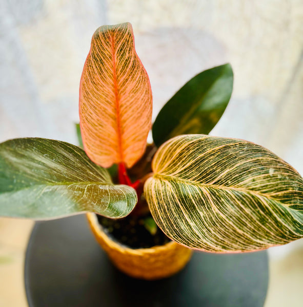 Philodendron Pink Bikini