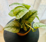 Scindapsus Pictus Trebie - Plante d’Intérieur Élégante au Feuillage Argenté, Facile à Entretenir
