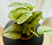 Scindapsus Pictus Trebie - Plante d’Intérieur Élégante au Feuillage Argenté, Facile à Entretenir
