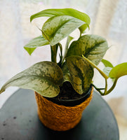Scindapsus Pictus Trebie - Plante d’Intérieur Élégante au Feuillage Argenté, Facile à Entretenir