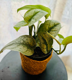 Scindapsus Pictus Trebie - Plante d’Intérieur Élégante au Feuillage Argenté, Facile à Entretenir