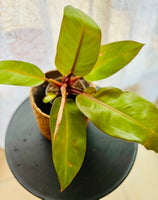 Philodendron Erubescens Prince of Orange - Plante d’Intérieur Rare avec Feuillage Coloré et Facile d’Entretien