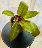 Philodendron Erubescens Prince of Orange - Plante d’Intérieur Rare avec Feuillage Coloré et Facile d’Entretien