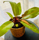 Philodendron Erubescens Prince of Orange - Plante d’Intérieur Rare avec Feuillage Coloré et Facile d’Entretien